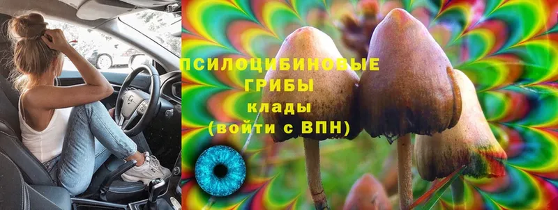 Галлюциногенные грибы Magic Shrooms Пудож